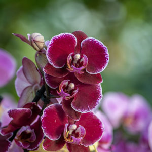 Kew Gardens - Orchid Festival