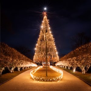 Christmas at Kew