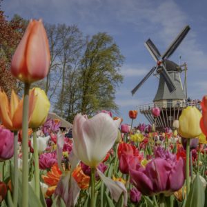 Bulbfields & Windmills