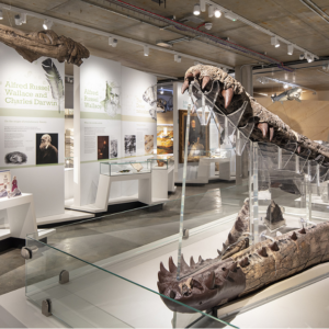 Dorchester & Dorset Museum