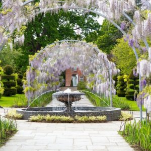 RHS Wisley Flower Show