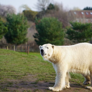 Wildlife, Heritage & Antiques